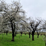 Springtime On The Farm
