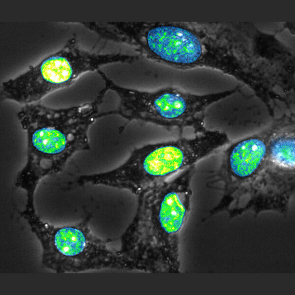 openFrame Microscope - Image 2