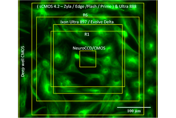 40X magnification Field of View ( sCMOS 5.5 – Zyla / Edge )