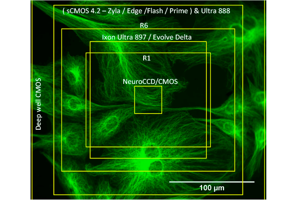 60X magnification Field of View ( sCMOS 5.5 – Zyla / Edge )
