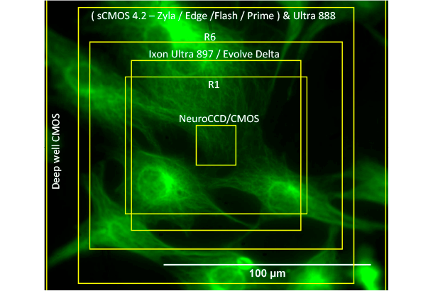 100X magnification Field of View ( sCMOS 5.5 – Zyla / Edge )